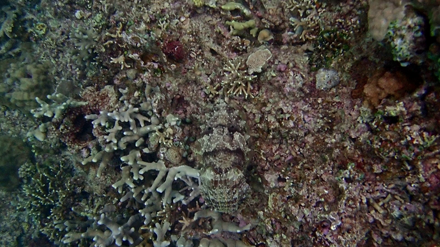 hummingbird image hosted online