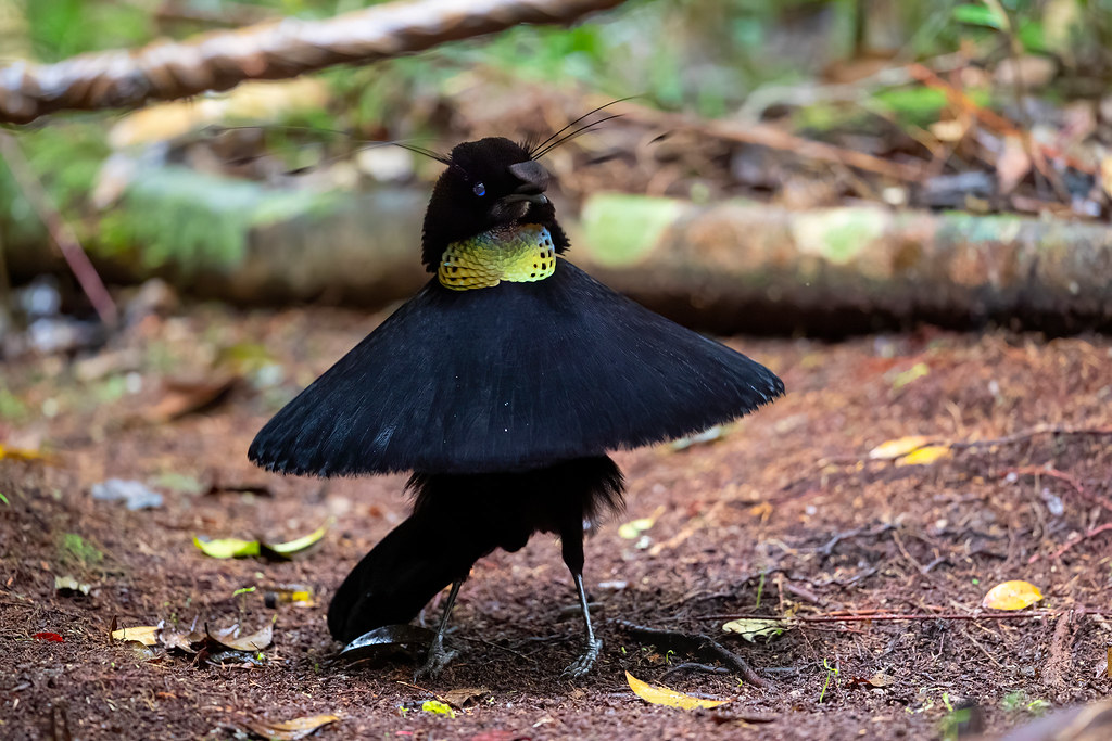 hummingbird image hosted online